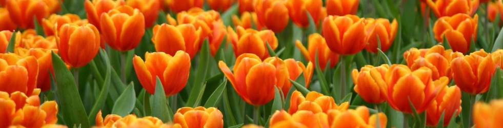 Orange Tulip Scholarship