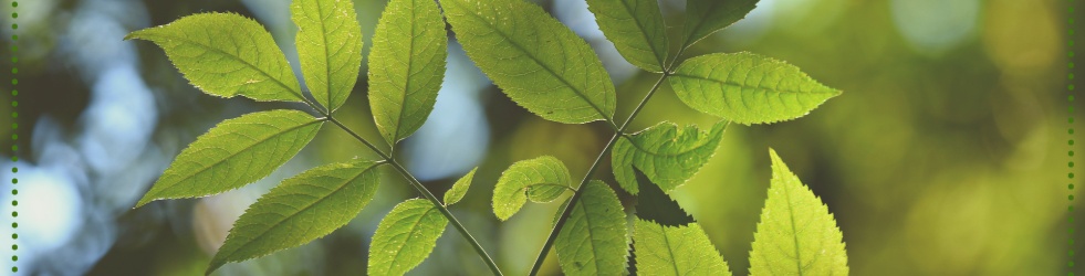 Voluntariado Somos Natureza 